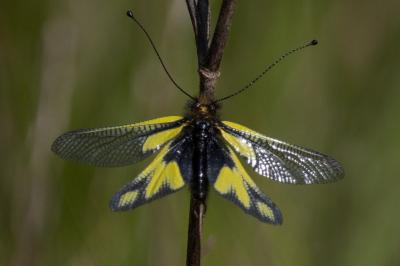 <i>Libelloides coccajus</i>