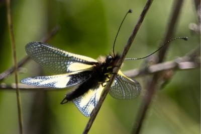 <i>Libelloides coccajus</i>