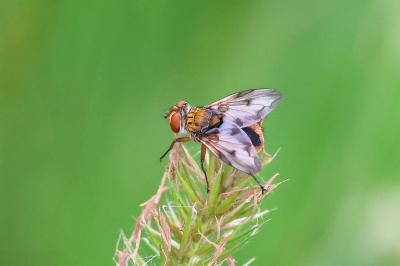 <i>Ectophasia crassipennis</i>