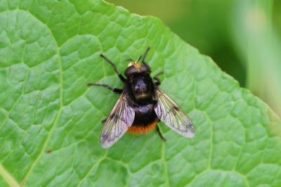 <i>Volucella bombylans</i>