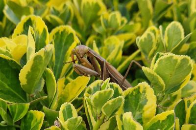 <i>Mantis religiosa</i>