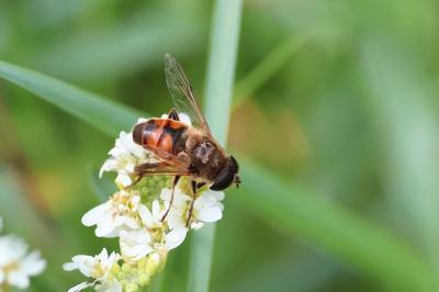<i>Eristalis tenax</i>