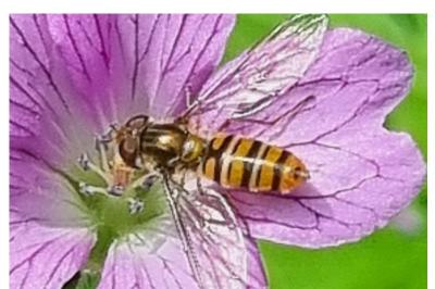 <i>Episyrphus balteatus</i>