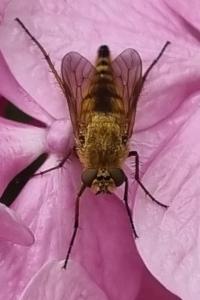 <i>Thereva nobilitata</i>