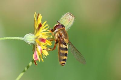 <i>Syrphus ribesii</i>