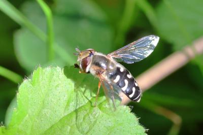 <i>Scaeva pyrastri</i>