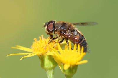 <i>Eristalis pertinax</i>