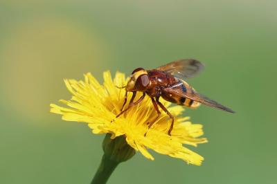 <i>Volucella zonaria</i>