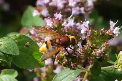 <i>Volucella zonaria</i>