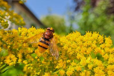 <i>Volucella zonaria</i>