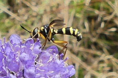 <i>Conops</i>