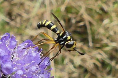 <i>Conops</i>