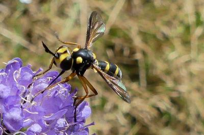 <i>Conops</i>