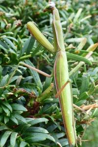 <i>Mantis religiosa</i>