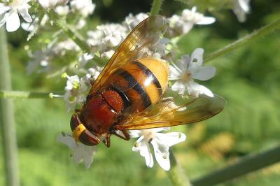 <i>Volucella zonaria</i>