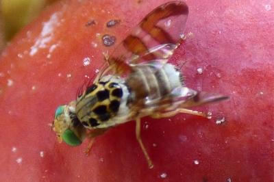 <i>Carpomya schineri</i>
