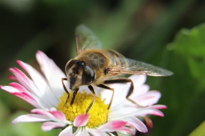 <i>Eristalis tenax</i>