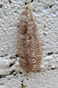 <i>Mantis religiosa</i>
