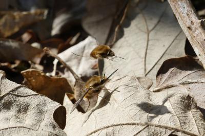 <i>Bombylius major</i>