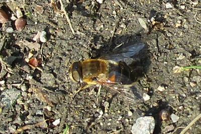 <i>Eristalis</i>
