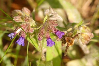 <i>Bombylius major</i>