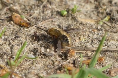 <i>Bombylius major</i>