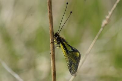 <i>Libelloides coccajus</i>