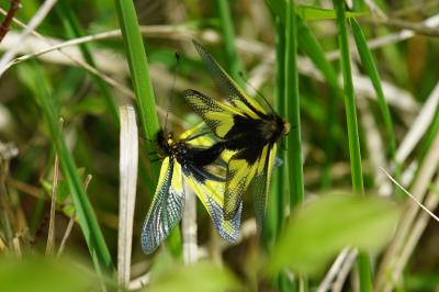 <i>Libelloides coccajus</i>