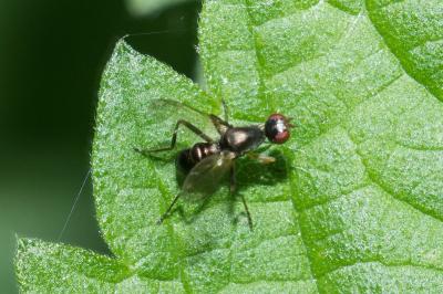 <i>Nemopoda nitidula</i>