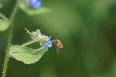 <i>Bombylius major</i>
