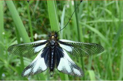<i>Libelloides coccajus</i>