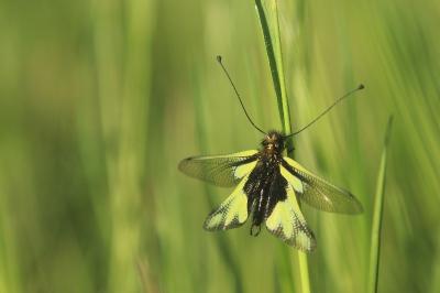 <i>Libelloides coccajus</i>