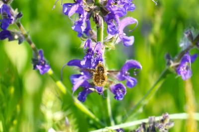 <i>Bombylius major</i>