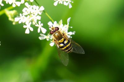 <i>Syrphus</i>