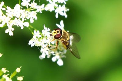<i>Syrphus</i>