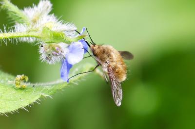 <i>Bombylius major</i>