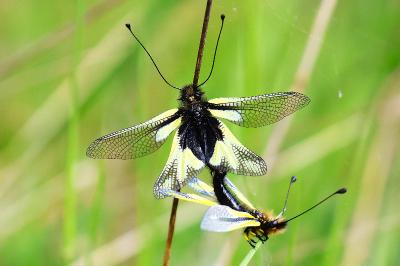 <i>Libelloides coccajus</i>