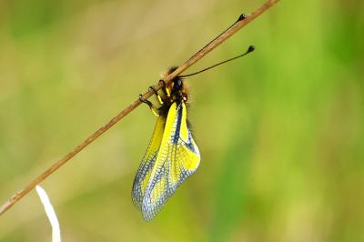 <i>Libelloides coccajus</i>