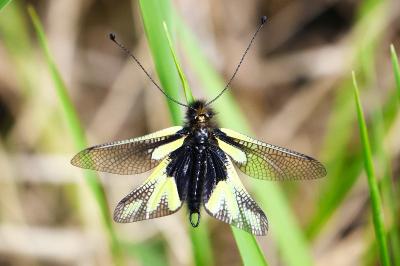 <i>Libelloides coccajus</i>