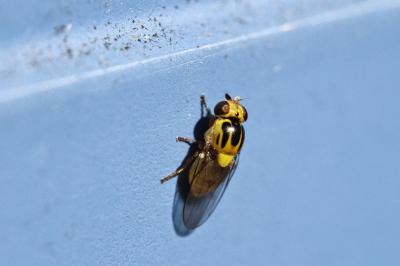 <i>Thaumatomyia</i>