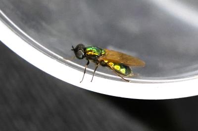 <i>Chloromyia formosa</i>