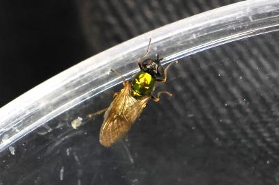<i>Chloromyia formosa</i>