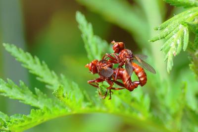 <i>Sicus ferrugineus</i>