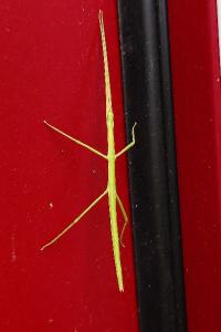 <i>Clonopsis gallica</i>