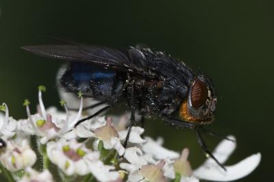<i>Calliphora vomitoria</i>