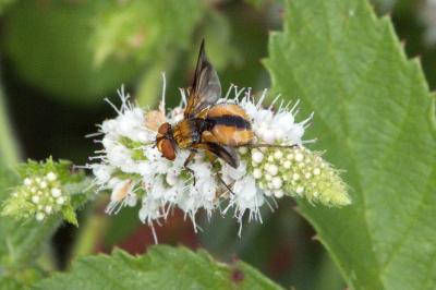 <i>Ectophasia crassipennis</i>