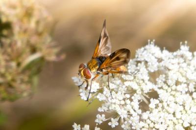 <i>Ectophasia crassipennis</i>