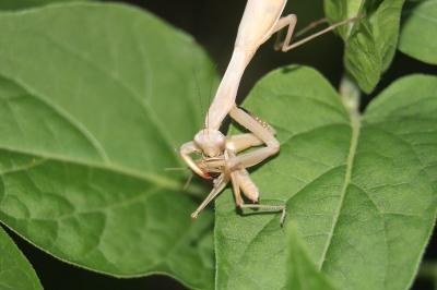 <i>Mantis religiosa</i>