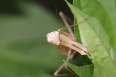 <i>Mantis religiosa</i>