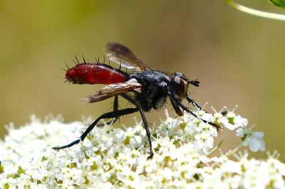 <i>Cylindromyia bicolor</i>